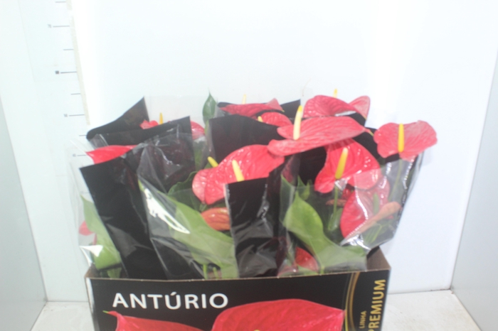 <h4>ANTHURIUM MICHIGAN P17 PREMIUM</h4>