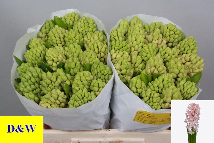 <h4>HYAC FONDANT</h4>