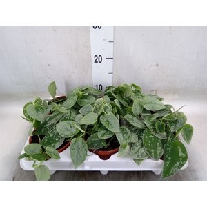 Scindapsus pictus 'Silvery Ann'