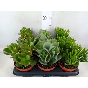 Crassula   ...mix