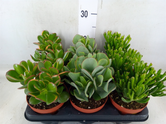 <h4>Crassula   ...mix</h4>