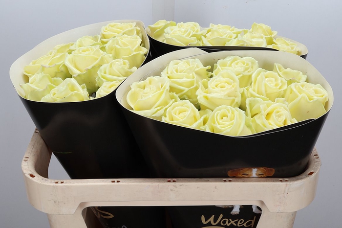 Wax-Rozen Wax Creme w9