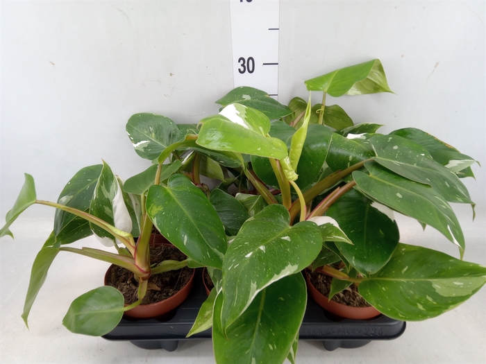 <h4>Philodendron   ...</h4>