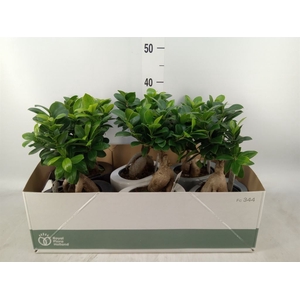 Ficus microcarpa 'Ginseng'