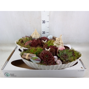 Arr.  Sempervivum L%