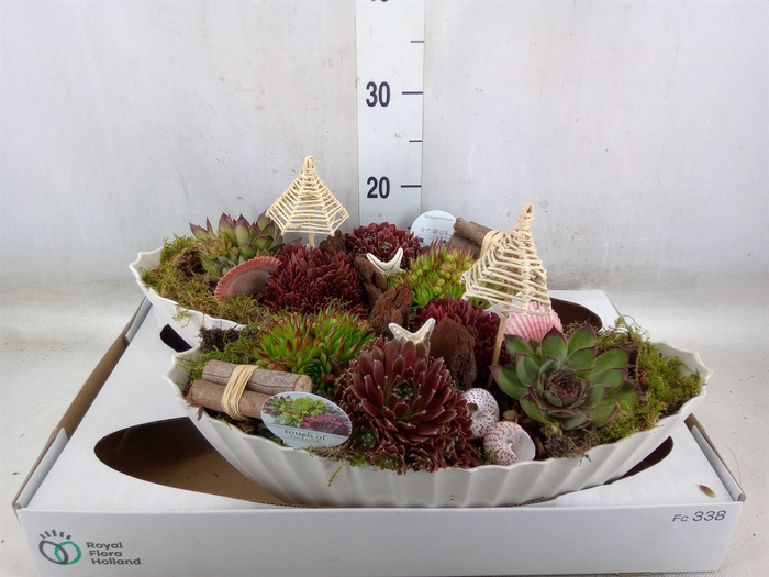 <h4>Arr.  Sempervivum L%</h4>