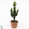 Euphorbia abyssinica