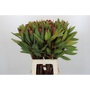 Protea Robijn