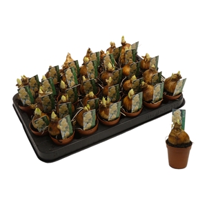 Narcissus Dubbele Grp 'Bridal Crown'