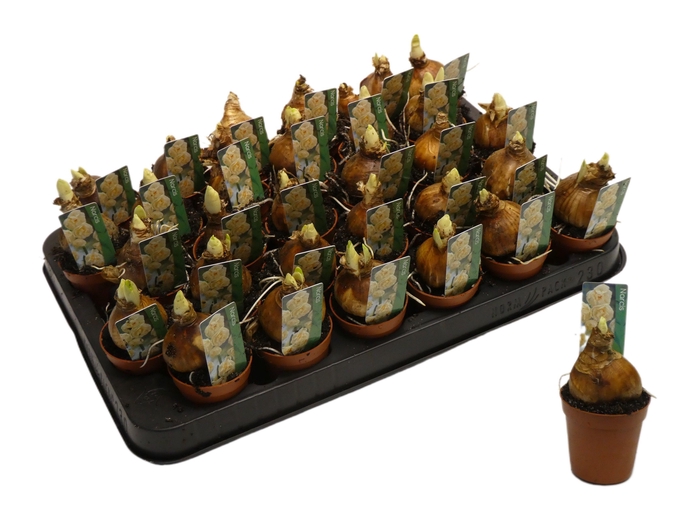 <h4>NARCISSUS BRIDAL CROWN P5</h4>