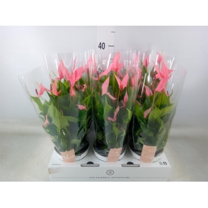 Anthurium andr. 'Lilli'