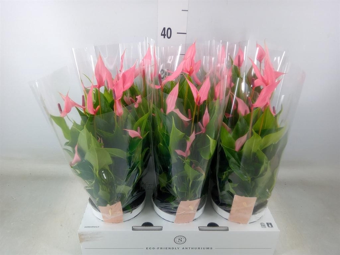 <h4>Anthurium andr. 'Lilli'</h4>