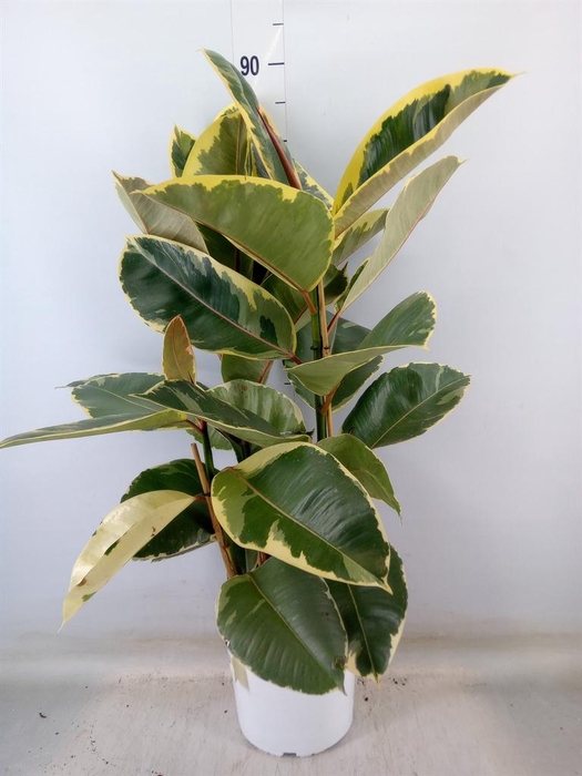 <h4>Ficus   ...</h4>
