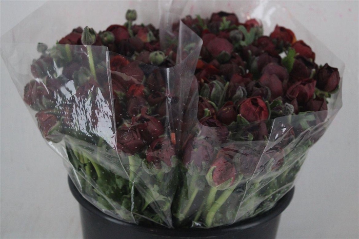 <h4>Ran Elegance Chocolade</h4>