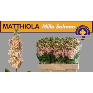 MATTH MILLA SALMON
