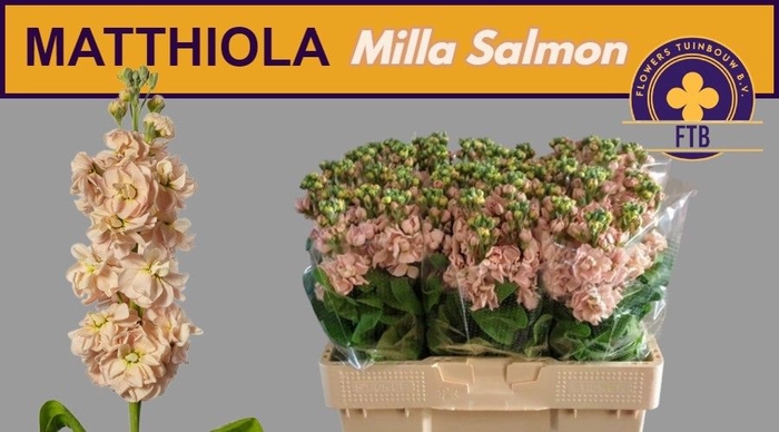 <h4>MATTH MILLA SALMON</h4>