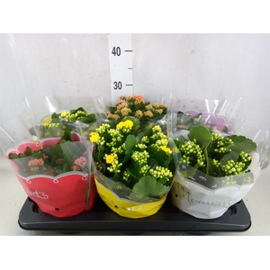 Kalanchoe blos.   ..rosebud mix  5