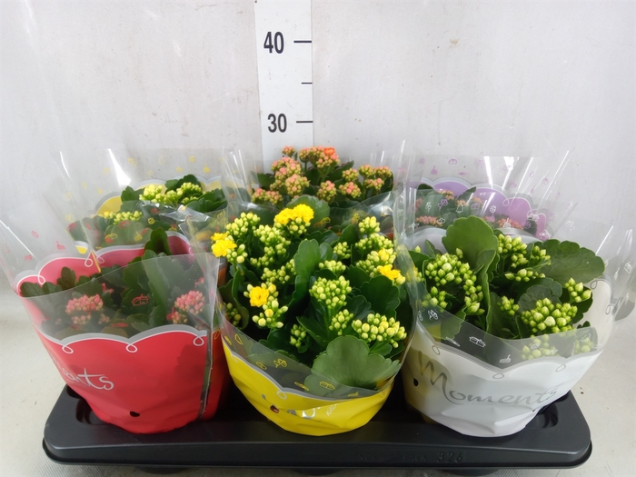 <h4>Kalanchoe blos.   ..rosebud mix  5</h4>