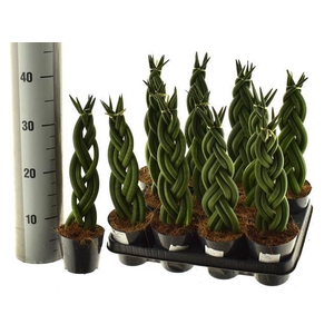 Sansevieria Cylindrica Twist 10,5Ø 35cm