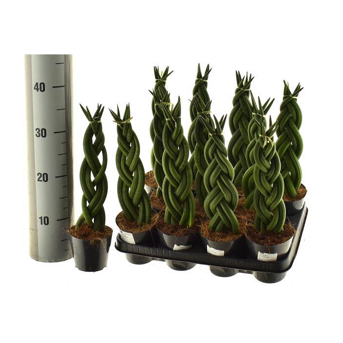 <h4>Sansevieria Cylindrica Twist 10,5Ø 35cm</h4>