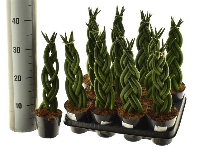 Sansevieria Cylindrica Twist 10,5Ø 35cm