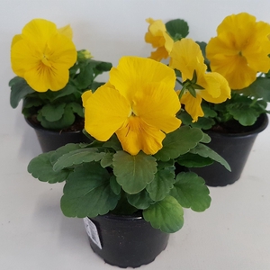 Viola Alpha F1 Yellow