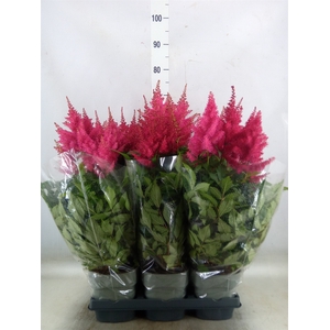 Astilbe arendsii 'Drum and Bass