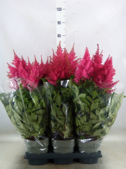 <h4>Astilbe arendsii 'Drum and Bass</h4>