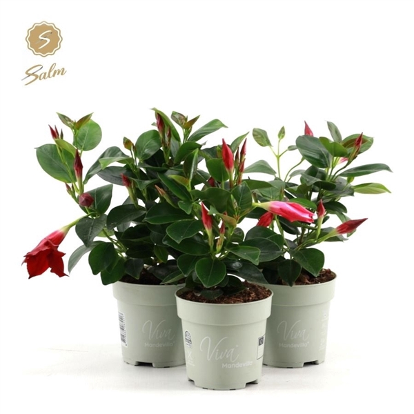 <h4>Viva Mandevilla P10</h4>