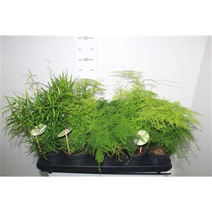 Asparagus Mix