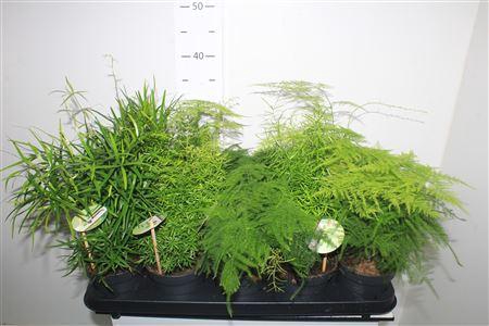 <h4>Asparagus Mix</h4>