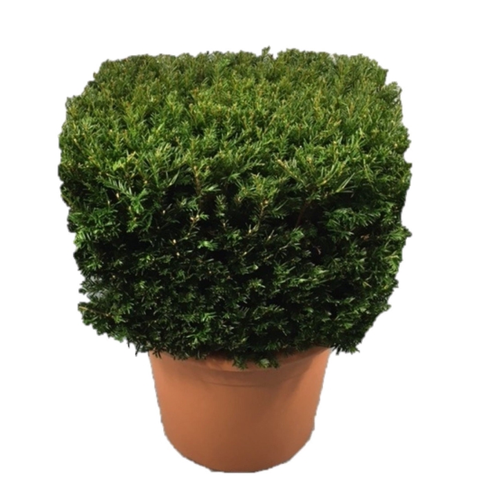 <h4>Taxus baccata overig geel</h4>