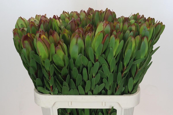 <h4>Leucadendron Goldstrike</h4>