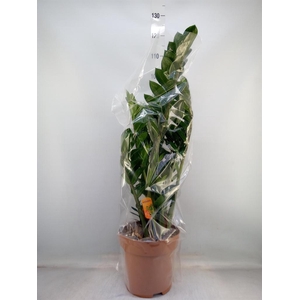 Zamioculcas zamiifolia