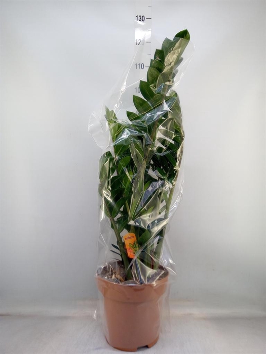 <h4>Zamioculcas zamiifolia</h4>