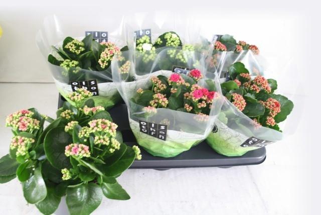 <h4>KAL GE GEM 4 KL</h4>