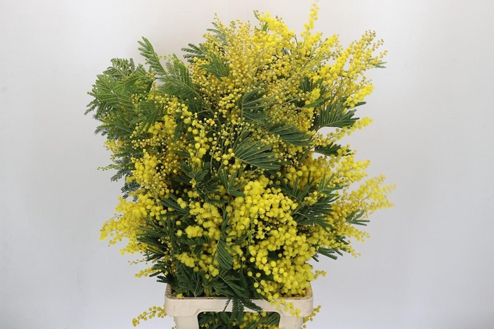 <h4>Mimosa Mirandol</h4>