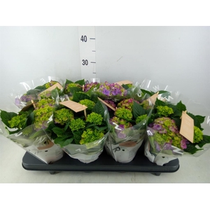 Hydrangea mac. 'Ningbo'