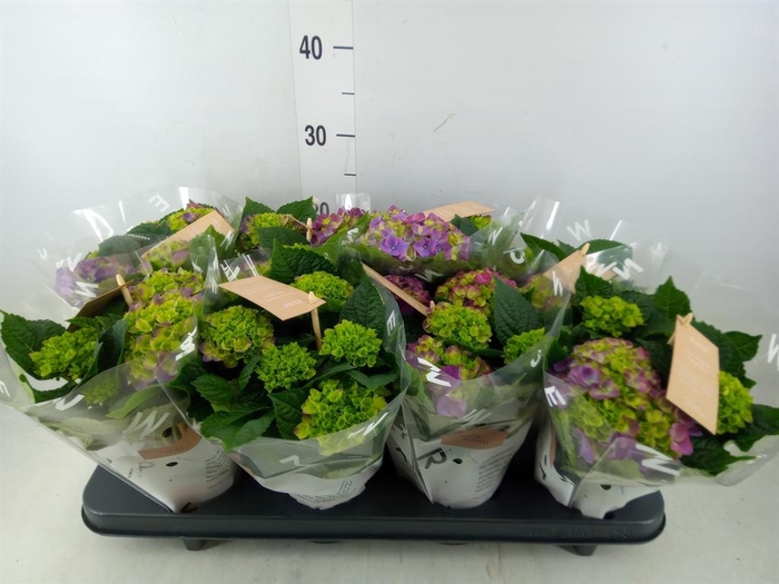 <h4>Hydrangea mac. 'Ningbo'</h4>