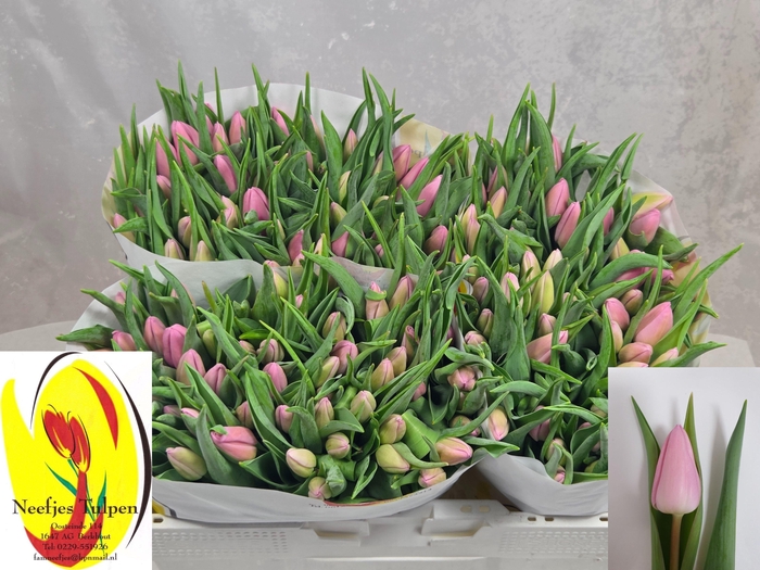 <h4>TU EN AAFKE</h4>