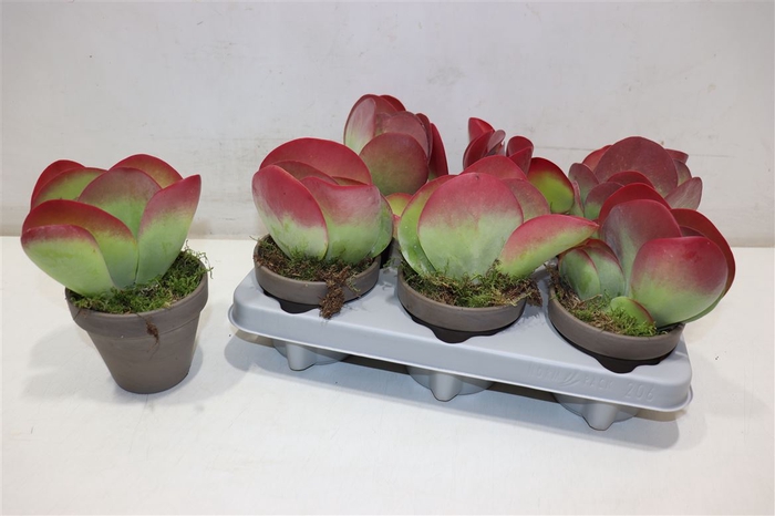 <h4>Kalanchoe Thyrsifl In Stenen Potje</h4>