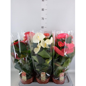 Anthurium   ...mix 4