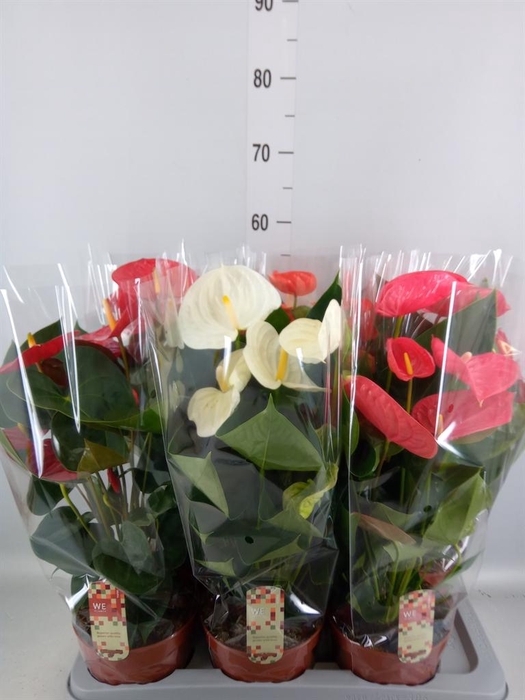 <h4>Anthurium   ...mix 4</h4>