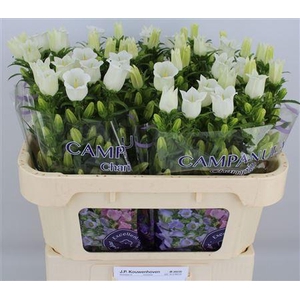 CAMP M CHAMPION WHIT