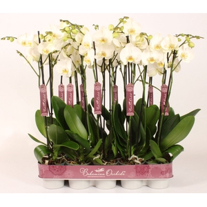 Phalaenopsis wit meer takken