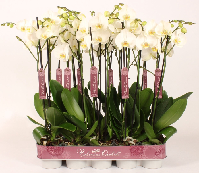 <h4>Phalaenopsis wit meer takken</h4>