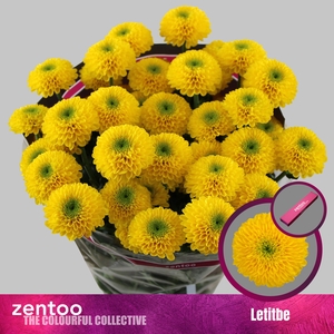 Chrysanthemum Indicum Grp tros Letitbe