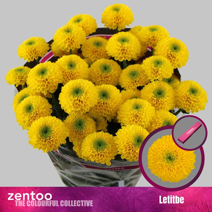 <h4>Chrysanthemum Indicum Grp tros Letitbe</h4>