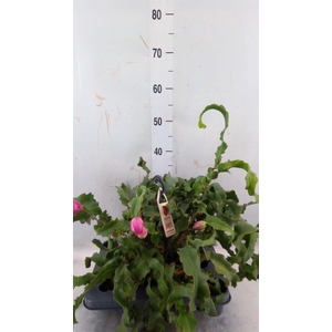 Epiphyllum guatem. var. monstrosa