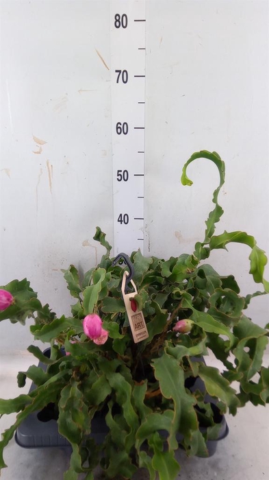 <h4>Epiphyllum guatem. var. monstrosa</h4>